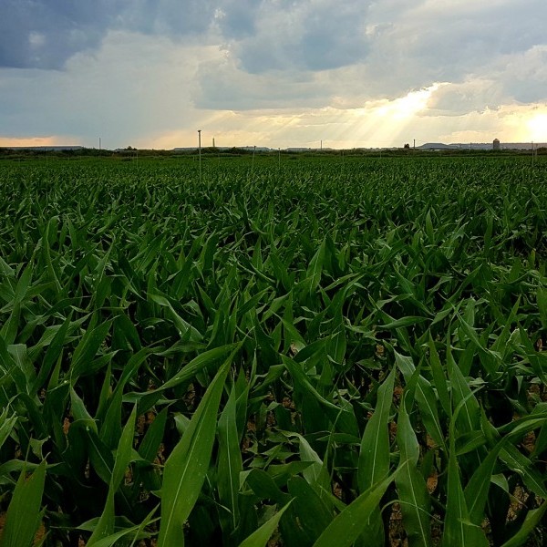 El cultivo de maíz Bt ha producido 1,89 M de toneladas adicionales de 1998 a 2018
