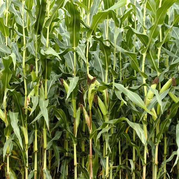 Todo lo que debes que saber sobre el cultivo de maíz Bt en España